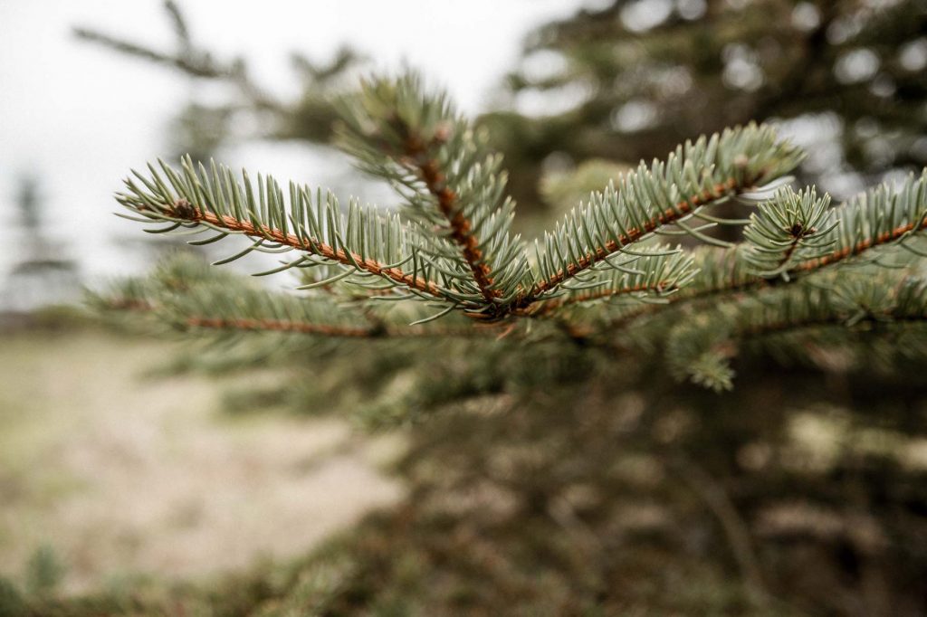 Weihnachtsfotos Heilbronn