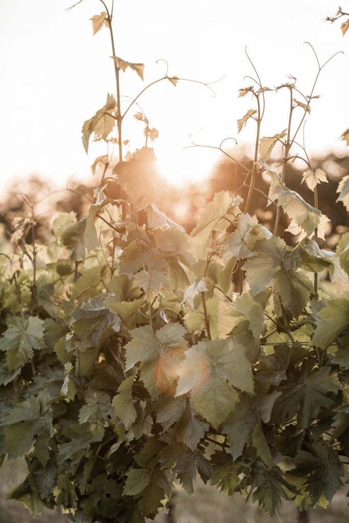 Hochzeit Amalienhof Beilstein
